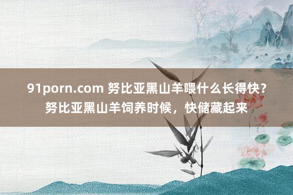 91porn.com 努比亚黑山羊喂什么长得快？努比亚黑山羊饲养时候，快储藏起来